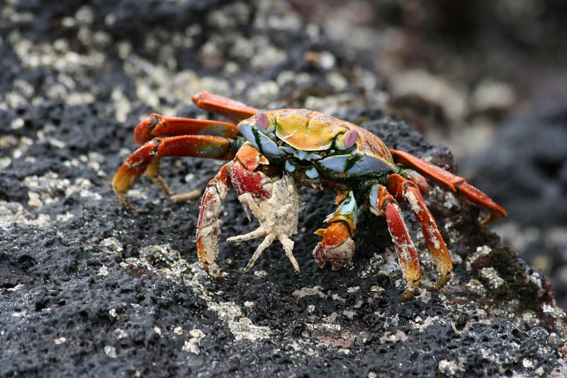 Galapagos Islands